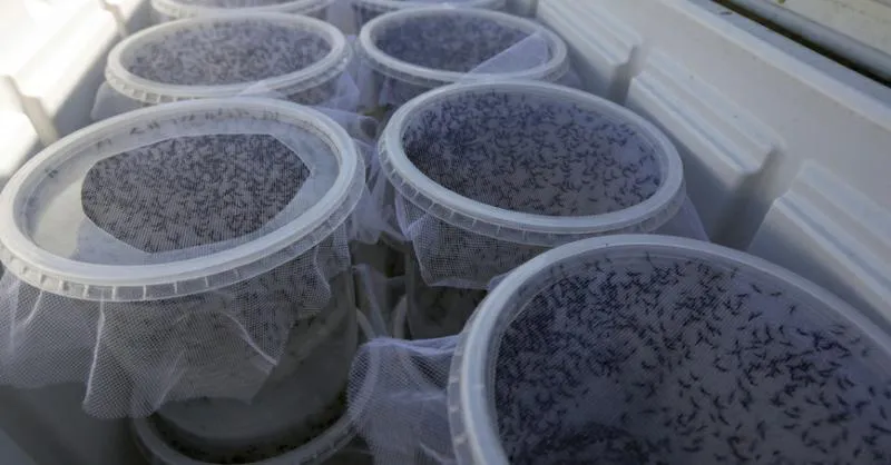 Mosquitos infectados con una bacteria para combatir el  dengue- foto Instituto Oswaldo Cruz-Brasil