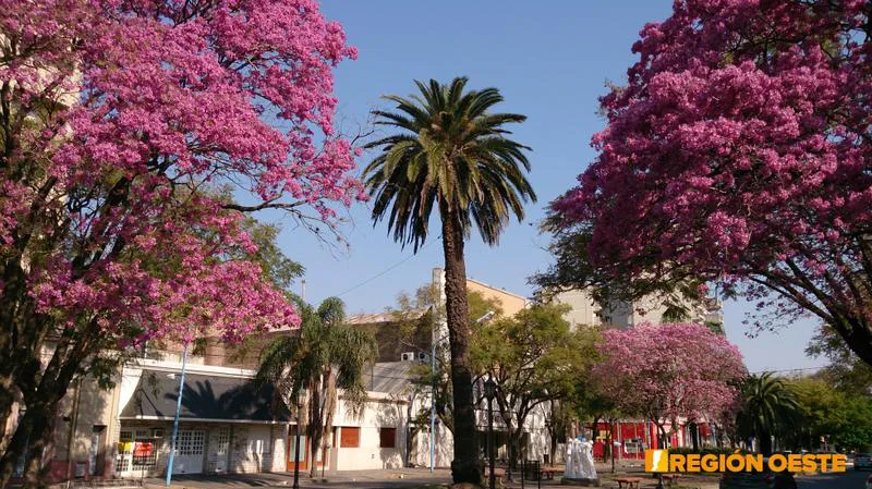 Lapachos Rosados en los bulevares de Rafaela