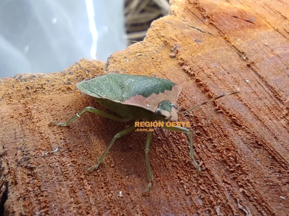 Chinche verde 2 Chinche verde 2