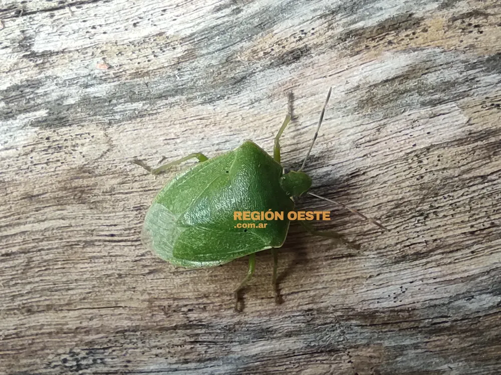 chinche verde 1 chinche verde 1