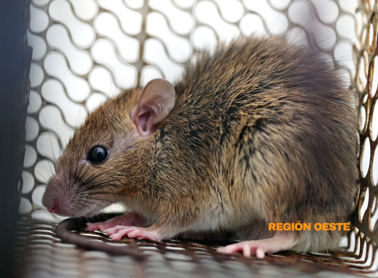 Imagenes Región Oeste