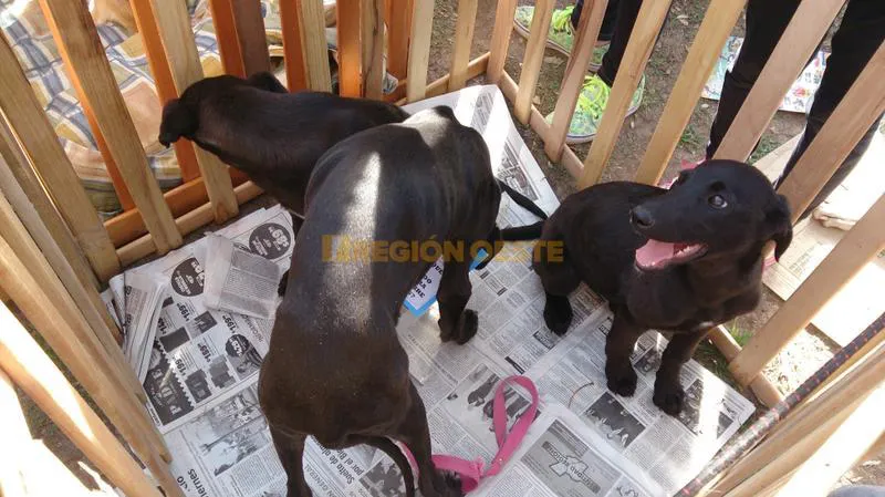 Mascotas en adopción