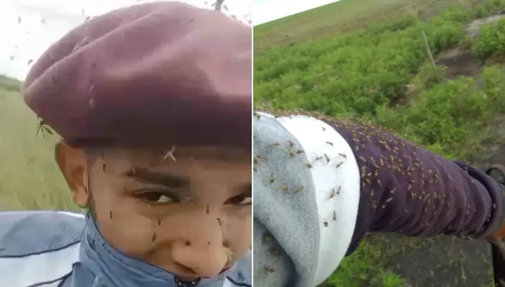 invasion-de-mosquitos-en-el-norte-de-cordoba-5CO25QY3IVDJPCEGUONW6YUT2A