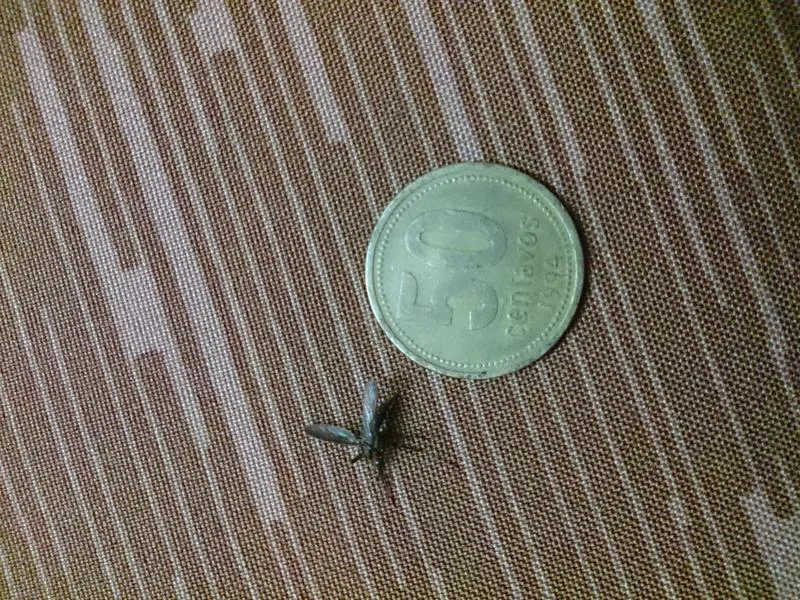 Mosquito gigante en comparación con una moneda de 50 centavos