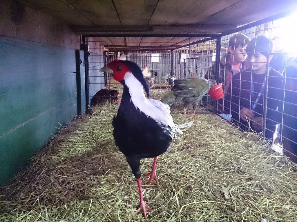 Postales de los animales de granja y el galpón de los campeones en la ...