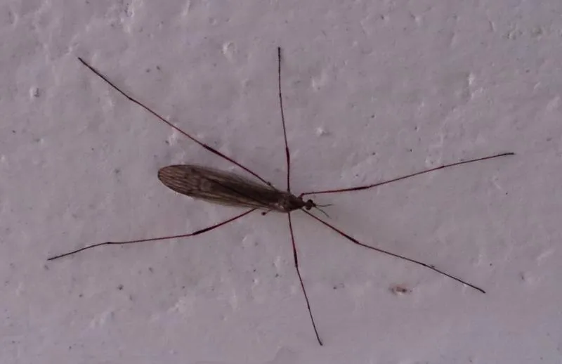 Mosquito gigante
