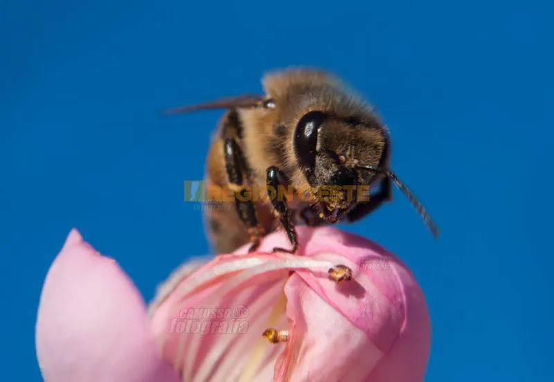 foto d.camusso DAMASCO ABEJA (3)