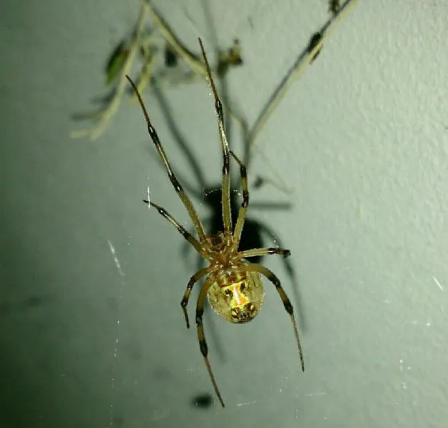 Latrodectus Geometricus