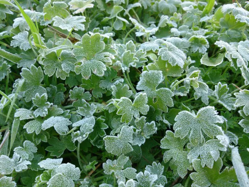 Planta heladas en la pampa santafesina 