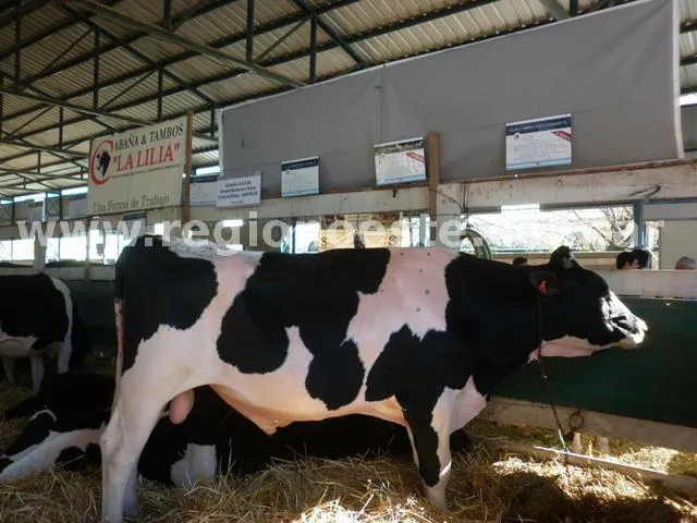 La Lilia podrá exportar semen a China