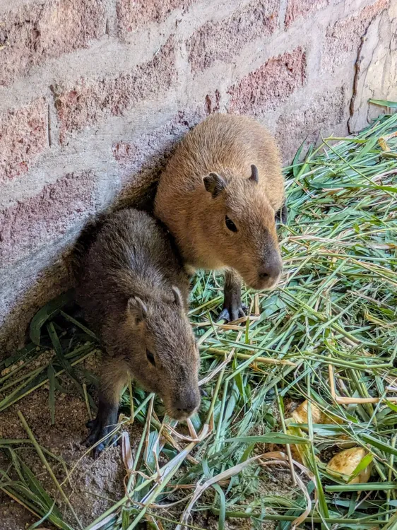 2025-01-25NID_282159O_1