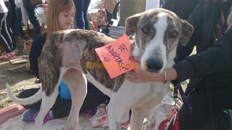 Mascotas en adopción