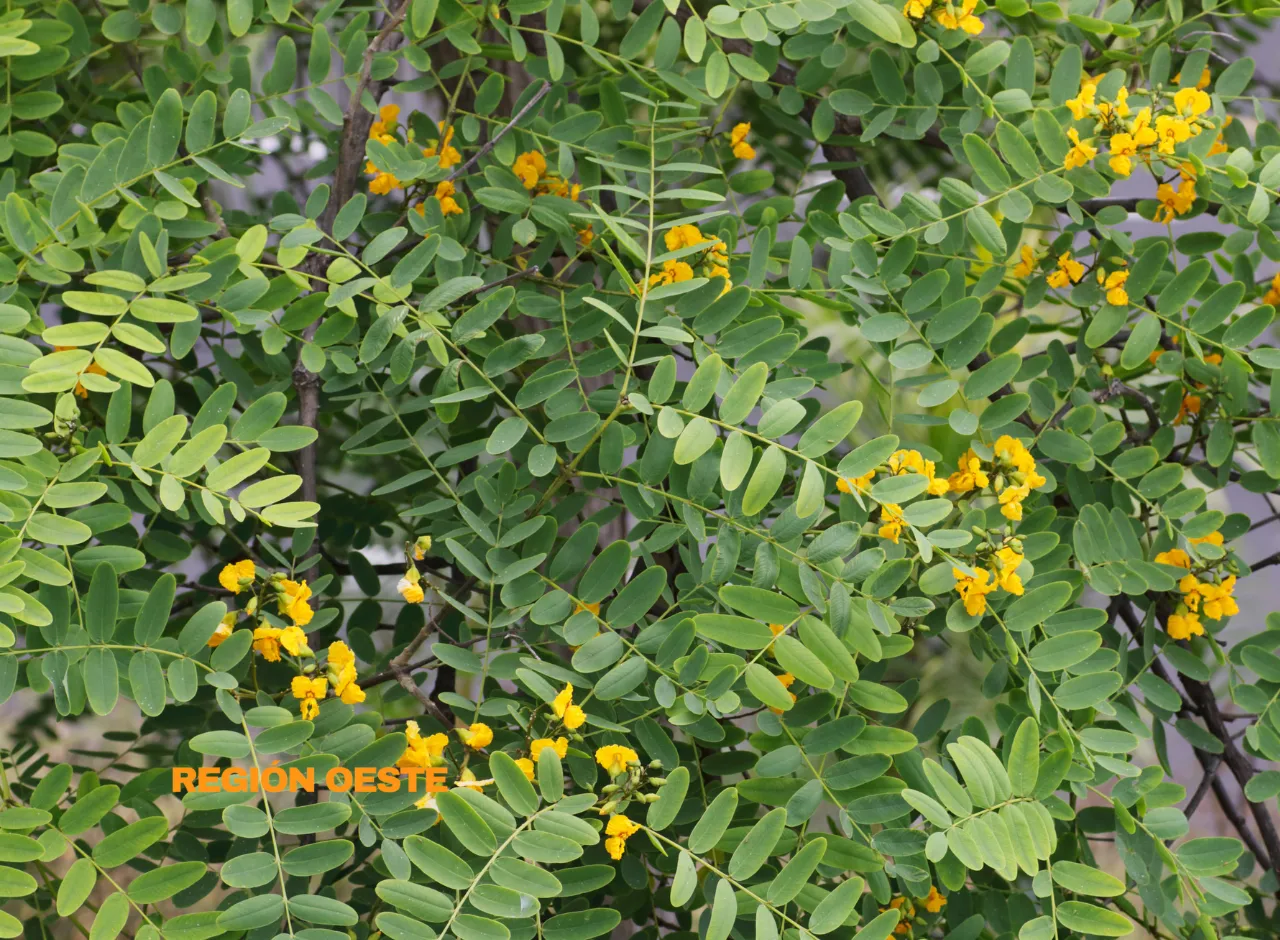 Imagenes Región Oeste (1)