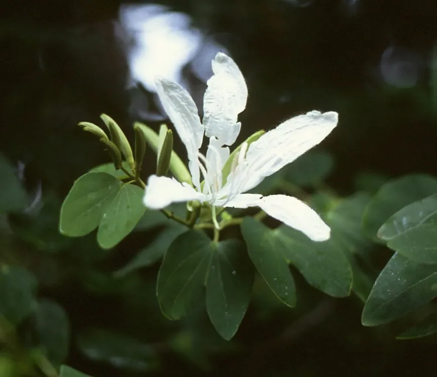 Bauhinia_forficata