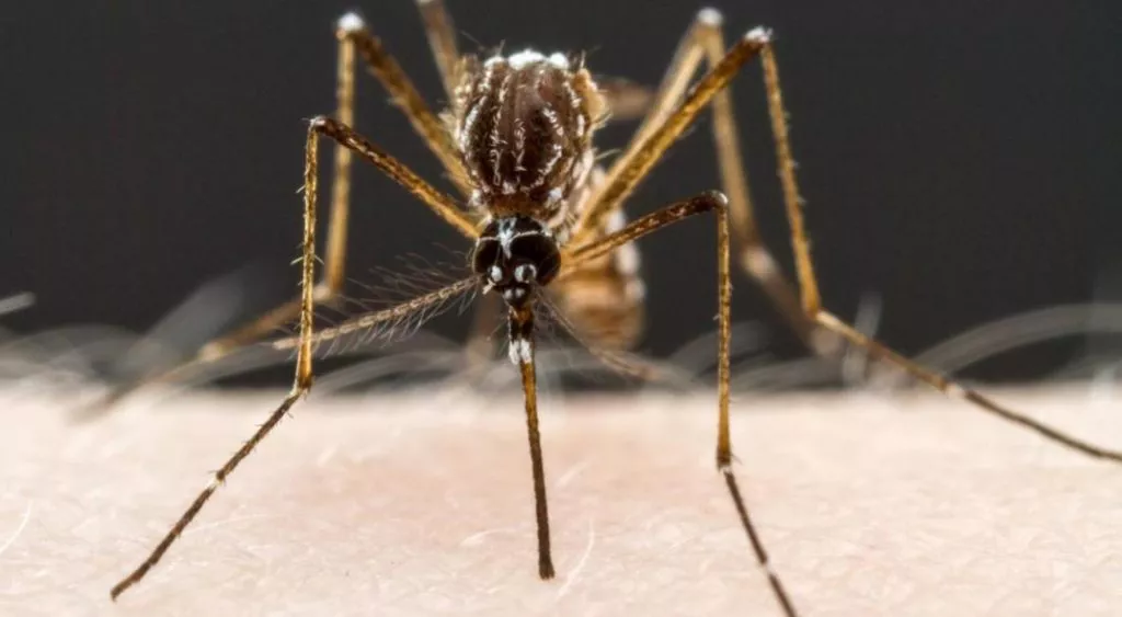 Aedes Aegypti, mosquito transmisor del Dengue.