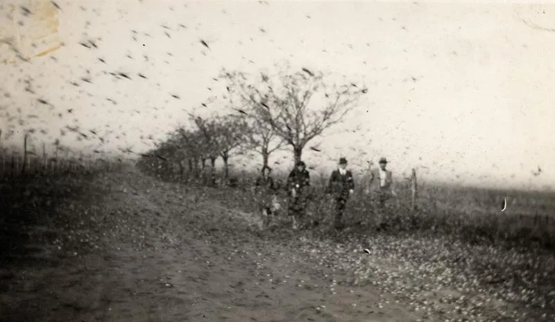 Langostas en Rafaela