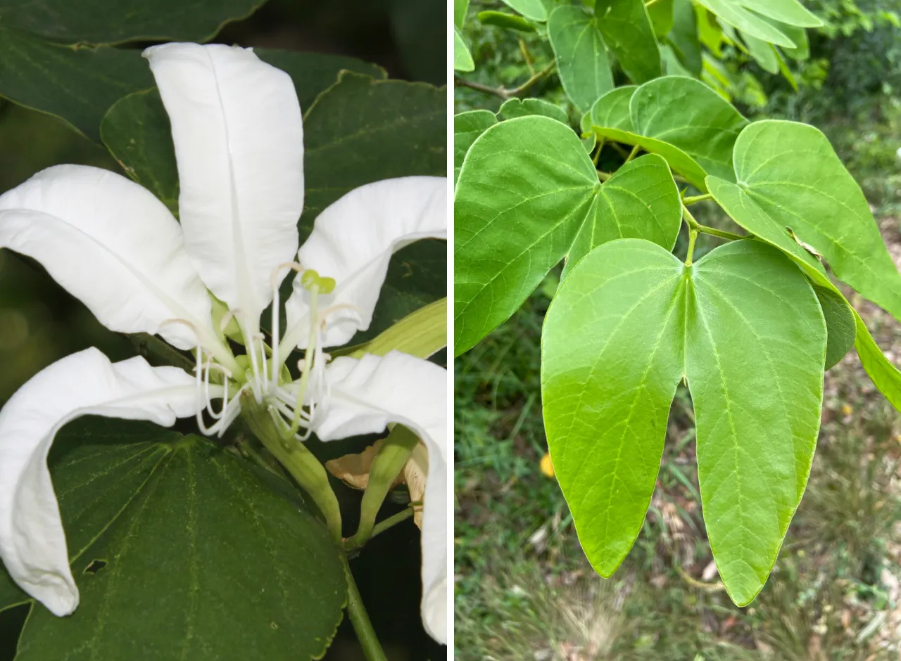 Pezña de vaca hoja y flor