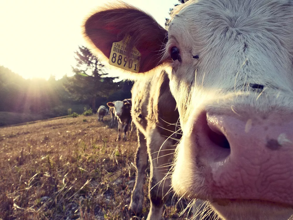 vaca-tookapic-pixabay