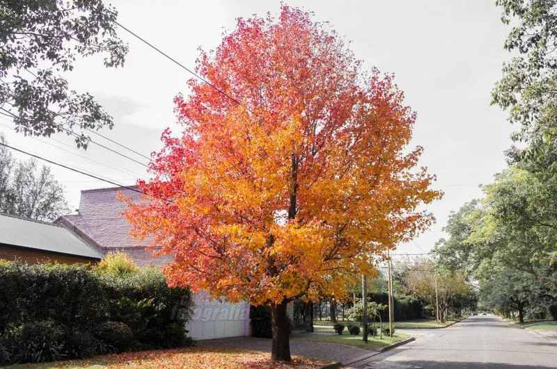 foto d.camusso otoño