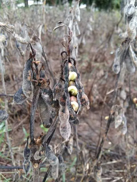 FB_IMG_1460680315311