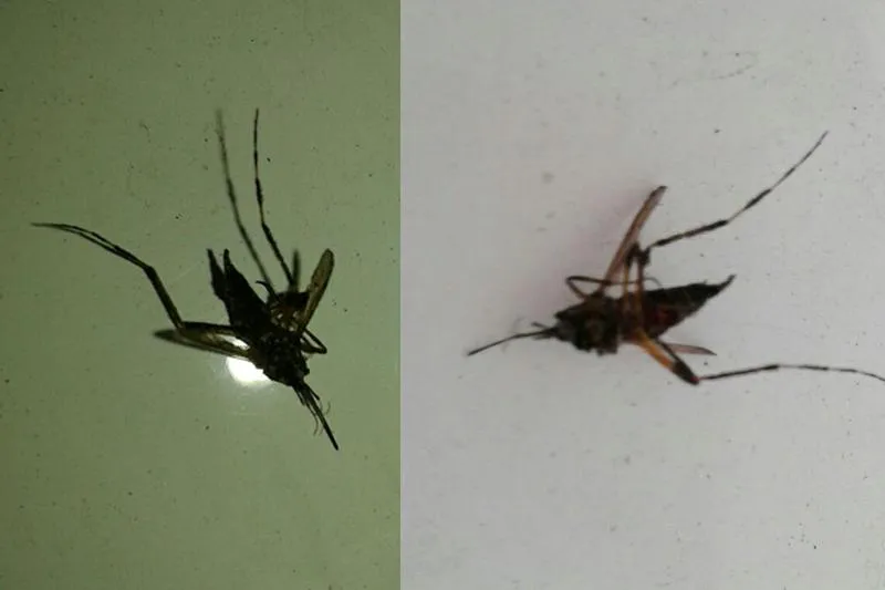 Mosquito gigante en Avellaneda