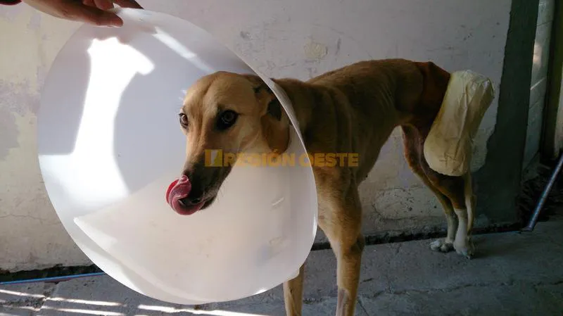 "Rubia" luego de la operación que le salvara la vida